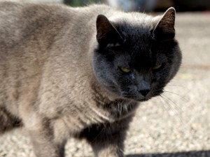 En arg katt på asfalt på väg mot dig
