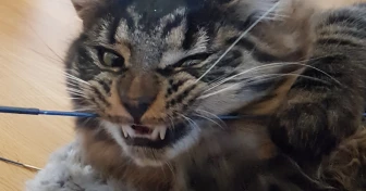 Katt som visar tänderna