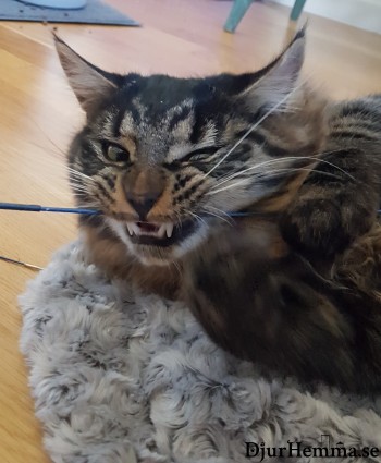 Katt som visar tänderna