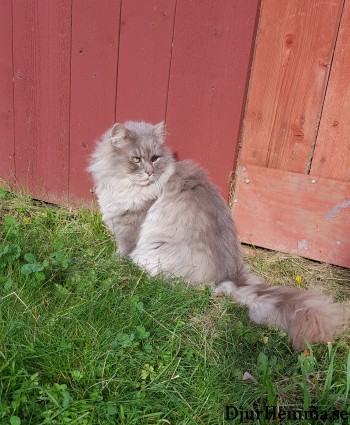 En katt som sitter i myser i solen mot ladugårdsväggen