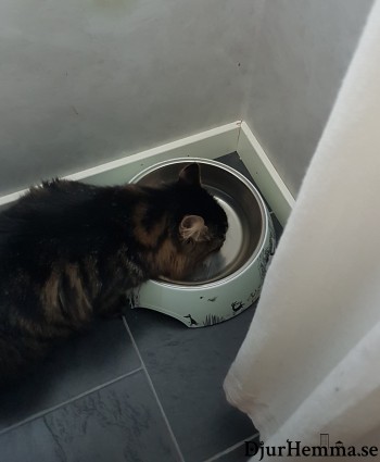 En katt som dicker vatten ur en skål