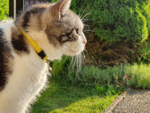 En katt som tittar ut i trädgården