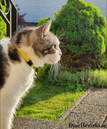 En katt som tittar ut i trädgården