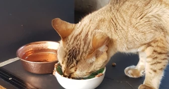 Katt som äter mat ur sin skål med god aptit