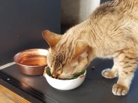 Katt som äter mat ur sin skål med god aptit