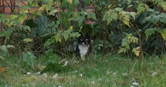 En liten katt som gömmer sig i buskarna