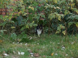 En liten katt som gömmer sig i buskarna