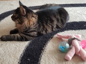 En katt som ligger brevid några leksaker, men vill inte leka med dem