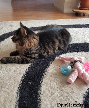 En katt som ligger brevid några leksaker, men vill inte leka med dem