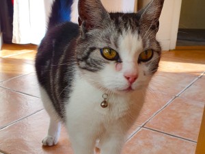 Katt på klinkergolv med bjällra hängande från sitt halsband