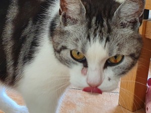 En katt som inte ser helt frisk ut