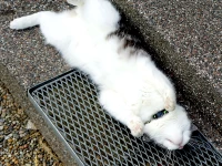 Katt som sover på rygg på en stentrappa och ett galler