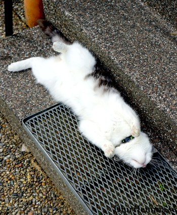 Katt som sover på rygg på en stentrappa och ett galler