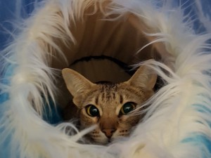 En katt kikar ut från sin myspåse