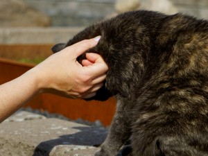 Katt kelar med människas hand sittandes på en mur