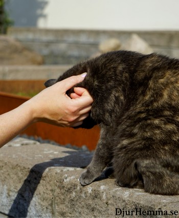 Katt kelar med människas hand sittandes på en mur
