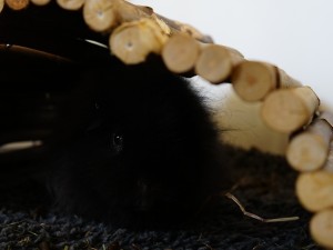 Ett svart marsvin under en burbro av trä