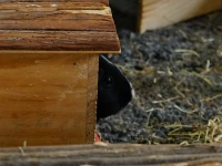 Ett marsvin tittar ut från sitt hus
