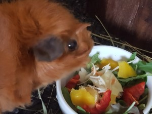 Ett marsvin som står och mumsar ur en skål med c-vitaminrika grönsaker