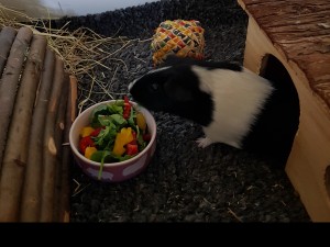Ett marsvin i sin bur, påväg till en matskål full med grönsaker