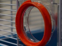 Hoppa inte över rören som din hamster springer i Röranslutningen på en hamsterbur