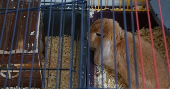 Två kaninburar sammankopplade som visar på olika grader av rengöringsbehov