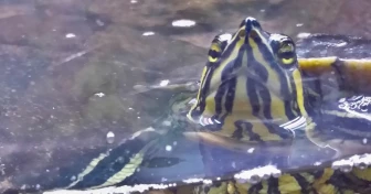 Vattensköldpadda som tittar upp från vattnet