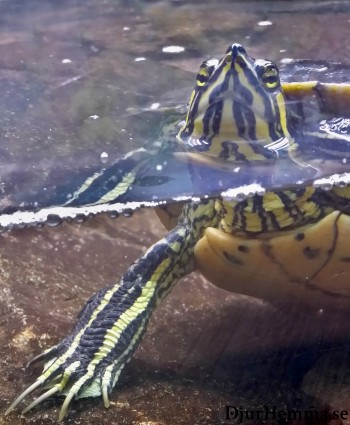 Vattensköldpadda som tittar upp från vattnet