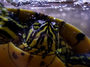 En vattensköldpadda precis under vattenytan