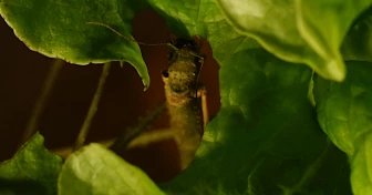 En vandrande pinna äter på ett salladsblad