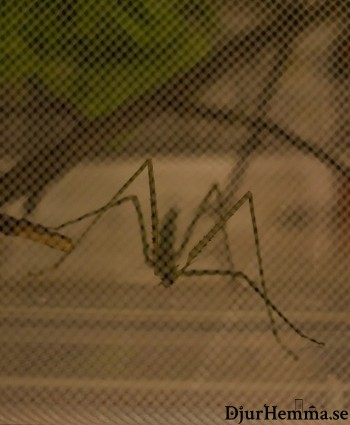 En vandrande pinne bakom ett myggnät