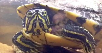 Vattensköldpadda i tank vid vattenytan