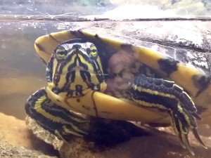 Vattensköldpadda i tank vid vattenytan